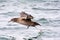 Grauwe Pijlstormvogel, Sooty Shearwater, Puffinus griseus