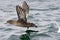 Grauwe Pijlstormvogel, Sooty Shearwater, Puffinus griseus