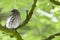 Grauwe Vliegenvanger, Spotted Flycatcher, Muscicapa striata