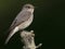 Grauwe vliegenvanger, Spotted Flycatcher, Muscicapa striata