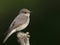 Grauwe vliegenvanger, Spotted Flycatcher, Muscicapa striata