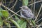 Grauwe vliegenvanger, Spotted Flycatcher, Muscicapa striata