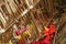 Grave of bamboo sticks in cemetery in Terunyan village. Traditional Kuburan in Bali, Indonesia. Bodies are buried above ground.