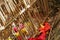 Grave of bamboo sticks in cemetery in Terunyan village. Traditional Kuburan in Bali, Indonesia. Bodies are buried above ground.