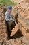 Grave digger works at cemetery