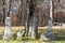 Grave Markers Under a Tree