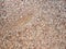 Gravel aggregate seamless background