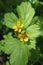 Gravel of Aleppo, or straight Geum aleppicum