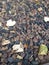 Gravel background of different sizes and colors with fallen dry leaves. Autumn stone texture.The surface of the gravel. Stones.