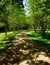 Gravel driveway lined with crape myrtle trees