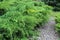 Gravel footpath in juniper