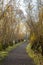 Gravel footpath lined by pollard willows in autumn