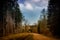 Gravel forest roads in found in Latvia