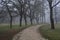 Gravel path bordered by poplars in a park on a foggy day in winter