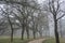 Gravel path bordered by poplars in a park on a foggy day in winter