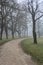 Gravel path bordered by poplars in a park on a foggy day in winter