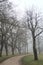 Gravel path bordered by poplars in a park on a foggy day in winter