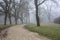 Gravel path bordered by poplars in a park on a foggy day in winter