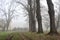 Gravel path bordered by poplars in a park on a foggy day in winter