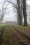 Gravel path bordered by poplars in a park on a foggy day in winter