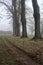 Gravel path bordered by poplars in a park on a foggy day in winter