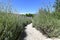 Gravel path through garden with lavender plants