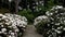 A gravel path leading past many large rhododendron bushes with many pale white flowers