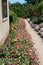 A Gravel Path Lined with Pink Zinnias, Pink and White Petunias and Canna lilies