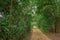 Gravel path or road leading through trees and foliage and dissappearing on the end. Mystical road