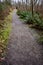 Gravel path though a wet woodland, moss, sword ferns, and leafless trees