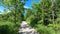 Gravel path through trees swaying in breeze under blue sky, tilt up.