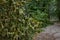 Gravel paths in a park blocked by a fallen tree