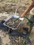 Gravel rinsing under a stream of water