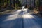 Gravel road in a coniferous forest at spring