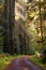 Gravel road curve through redwood forest, rays of sun light