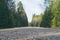 Gravel road in dense forest