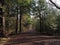 Gravel Road Disappearing Into Green Forest