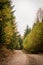 Gravel road leading through the mysterious Pokaini Forest near Dobele, Latvia during cloudy autumn day