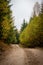 Gravel road leading through the mysterious Pokaini Forest near Dobele, Latvia during cloudy autumn day