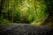 A gravel road off the beaten path in Elk State Forest.