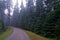 Gravel road in pine forest