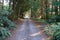 Gravel road through summertime woods in Washington State