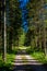 Gravel Road through Sunlit Conifer Forest in Austria