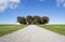 Gravel road to the elms at the Woodland Cemetery, Stockholm. Unesco World Heritage.