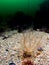 Gravel Sea Cucumber, Neopentadactyla mixta. Loch Carron, Scotland