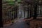 Gravel Trail Cuts Through Dense Pine Forest