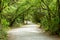 Gravel Trail Vine Maples Path Arching Canopy Trees