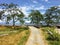 A gravel walking path with a dog walking down with beautiful trees and the ocean in the background