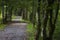 Graveled foot path through a wooded are crossing a small bridge