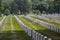 Graves at Arlington national Cemetery in Washington